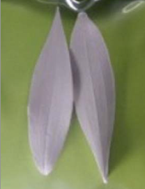 Silikonová forma žilkovač lily
